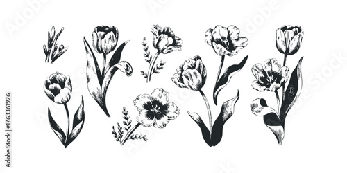 Hand Drawn Tulip Flowers and Botanical Elements Collection
