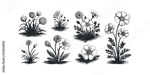 Collection of Wildflower Ink Drawings