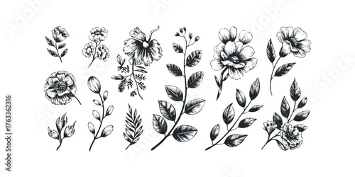 Hand Drawn Botanical Illustrations of Flowers and Leaves