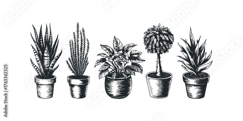 Group of potted houseplants in sketch style