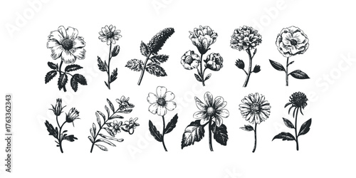Collection of sketched flora and foliage botanical drawings