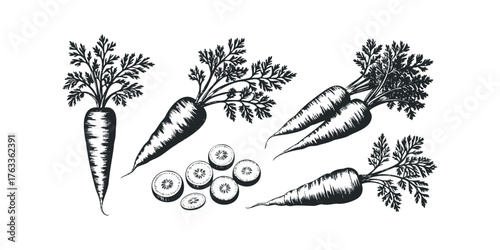 Collection of Hand Drawn Carrots and Slices