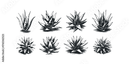 Collection of Eight Stylized Aloe Vera Plants