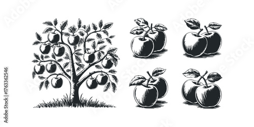 Vintage sketch of an apple tree laden with fruit and individual apples