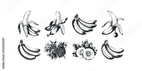 Collection of Banana Fruit Bunch and Sliced Kiwi Illustrations