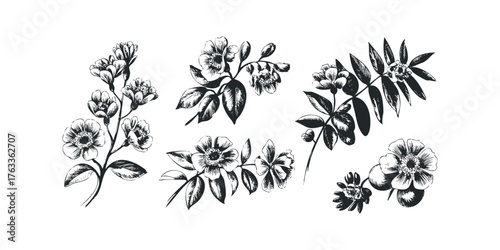 Hand Drawn Floral Sprigs and Leaves