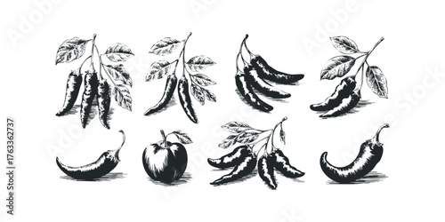 Hand-drawn chili pepper and apple sketches on white background