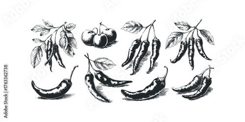 Sketch of Chili Peppers and Cherries on Branches