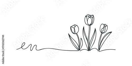 Continuous line drawing of three blooming tulips