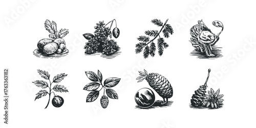 Set of ink drawn botanical elements and forest items