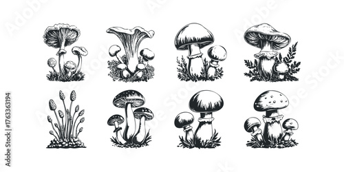 Assortment of Forest Fungi and Plants Line Art Collection