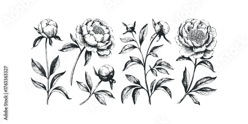 Hand Drawn Peony Flower Botanical Illustrations