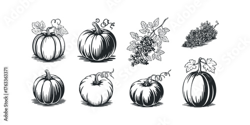 Set of Pumpkins and Grapes in Woodcut Style