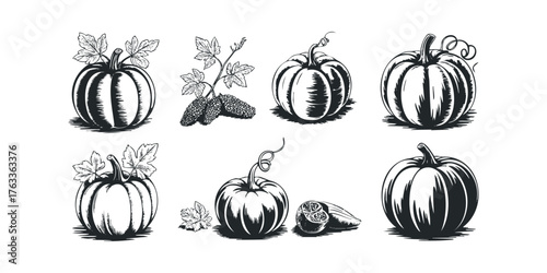 Six black and white sketched pumpkins with vines and leaves