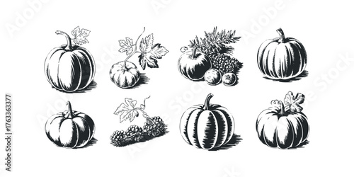 Ink Drawn Harvest Fruits and Gourds Collection