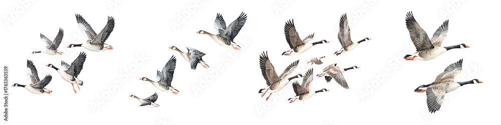 Obraz premium Flock of Geese in Flight: Watercolor Illustration
