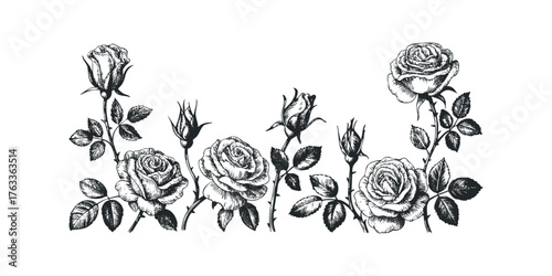 Black and white sketch of rose branches with flowers and buds