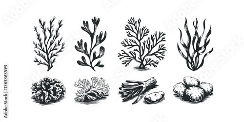 Set of diverse seaweed varieties drawn in a vintage linocut style