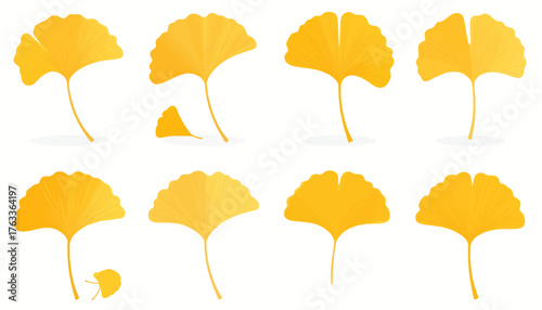 A collection of golden yellow, fan-shaped Ginkgo biloba leaves isolated on a white background.