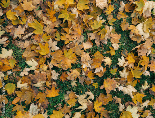 Fototapeta Naklejka Na Ścianę i Meble -  High-angle view of a thick layer of colorful autumn maple leaves scattered on bright green grass. Ideal as a background or texture for seasonal design, banners, or fall themes.