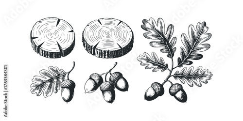 Oak tree branches, acorns and wood slices