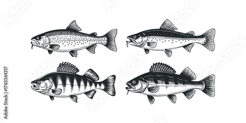Four types of freshwater fish isolated on white background