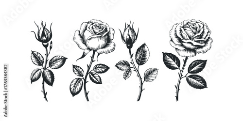 Sketch of four rose stems with buds and blossoms