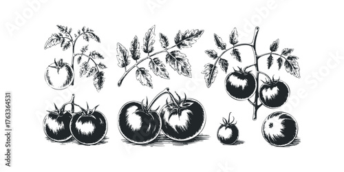 Vine tomatoes with leaves in sketch style