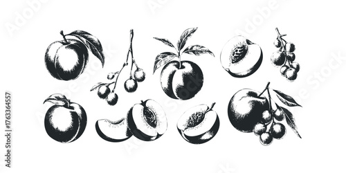 Hand-drawn collection of peaches and berries with leaves