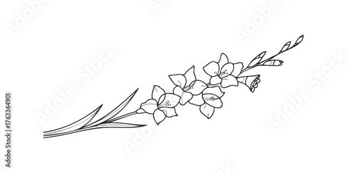 Line drawing of gladiolus flower and leaves