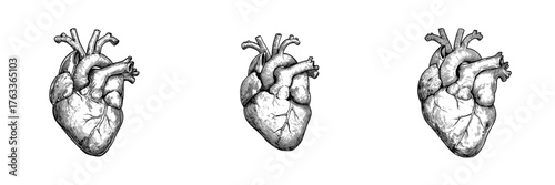 A hand drawn doodle style icon of a human anatomic heart line is presented