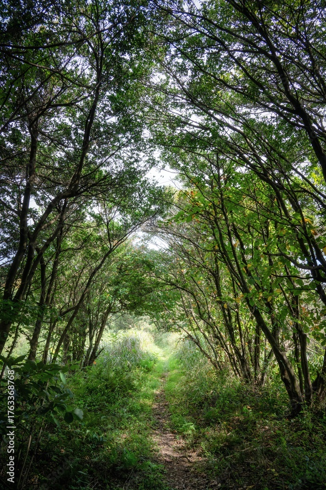 Obraz premium 新緑が濃い夏の登山風景