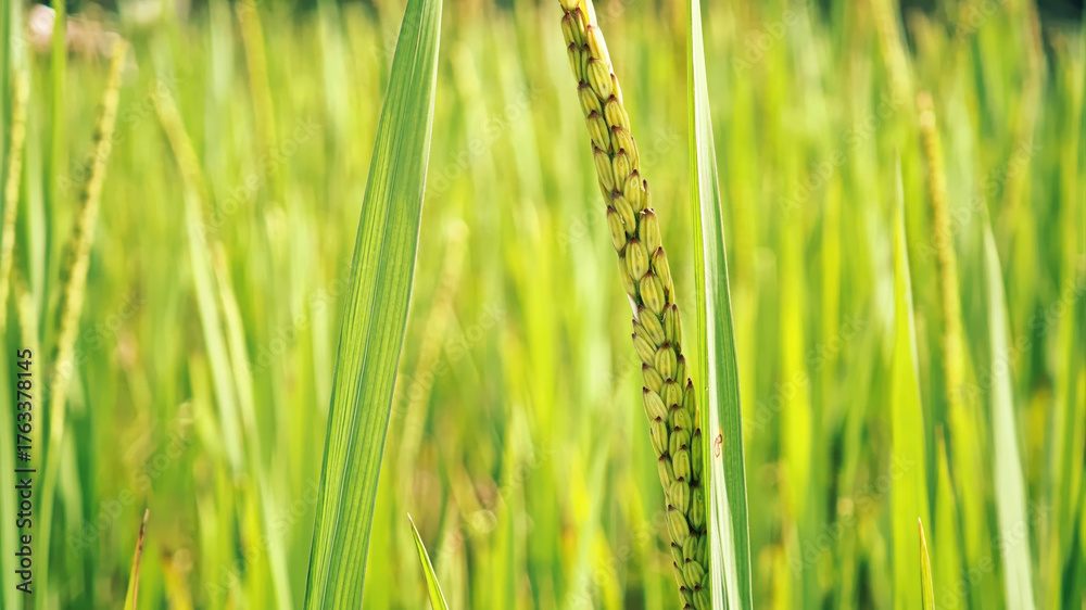 Naklejka premium Green rice plant with grain close up in field under sunlight