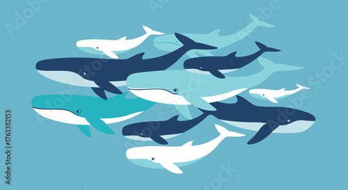 Whale Pod Swimming Together in the Ocean.