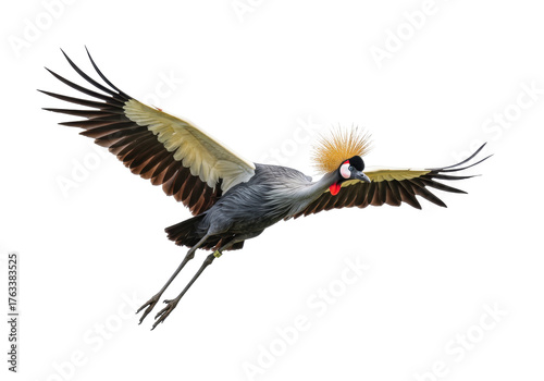 Isolated Grey Crowned Crane flying with wings outstretched in flight and golden feather crown