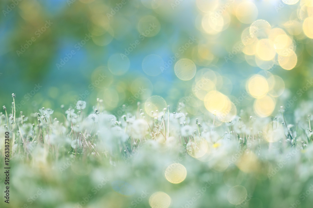 Obraz premium White fluffy dandelions in a spring field, blurred background of spring nature