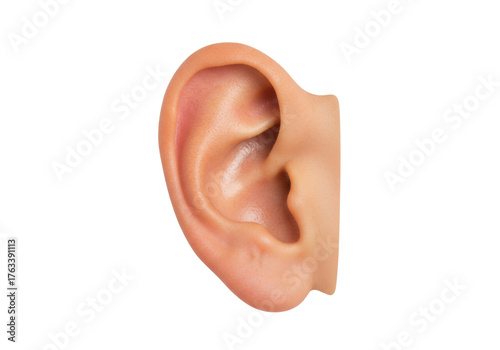 Isolated human ear auditory organ showing visible hearing anatomy and detail for senses