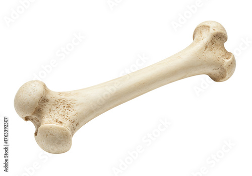 Konstfotografi Isolated Human Bone, Skeleton Structure, Anatomy Component, Paleontology Specime