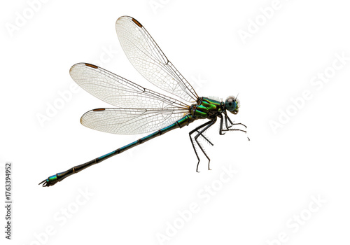 Photos Isolated emerald damselfly rests with translucent wings visible against neutral