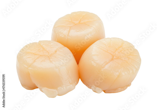 Isolated scallops present a high-protein, low-calorie food option for healthy eating lifestyle