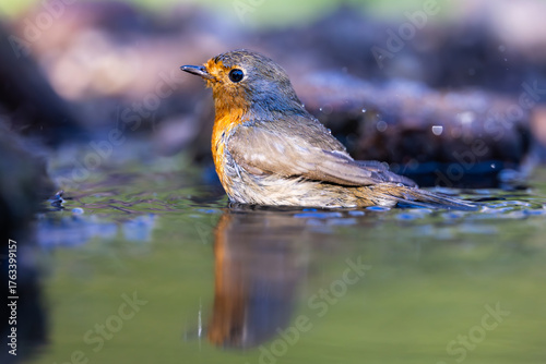 European robin (Erithacus rubecula) bathing in clear water with reflection. Small songbird with orange breast, brown plumage, nature, wildlife, detail, and fresh splash in summer habitat.