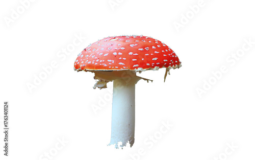 fly agaric mushroom