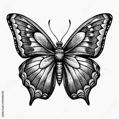 black and white butterfly