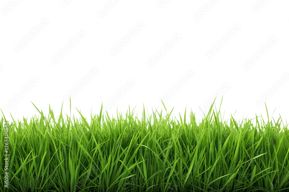 Fototapeta premium Vibrant green grass with varying blade heights creating natural texture and depth effect, isolated on a transparent background
