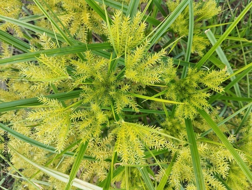 Nut grass or yellow nutsedge (Cyperus esculentus) in garden, Close up view