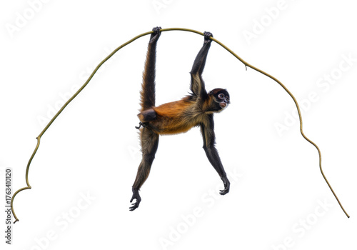 Photography Isolated Spider Monkey Hanging Upside Down from Vine in Tropical Forest, Long Li