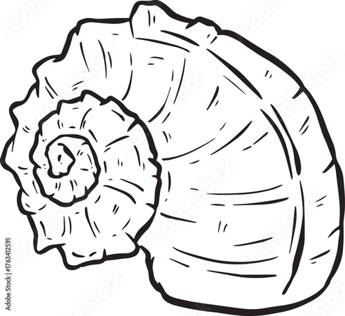 Hand drawn clipart illustration of seashell shell mollusc seaside shellfish