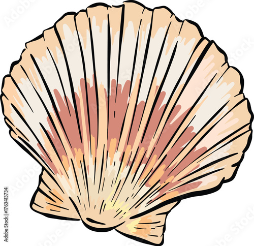 Hand drawn clipart illustration of seashell shell mollusc seaside shellfish