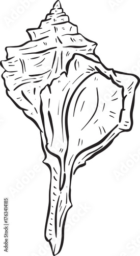Hand drawn clipart illustration of seashell shell mollusc seaside shellfish