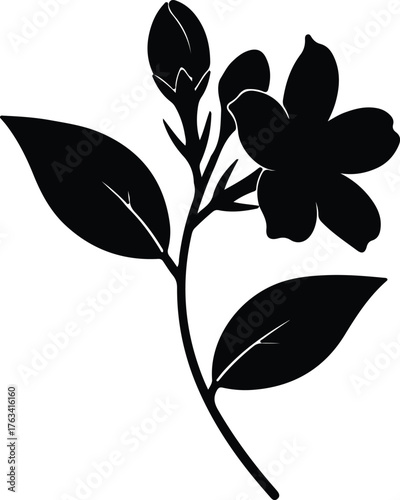 Vector Jasmine flower with leaves and buds silhouette Illustrator